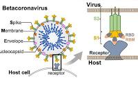 Cómo pueden infectar virus diferentes especies diferentes