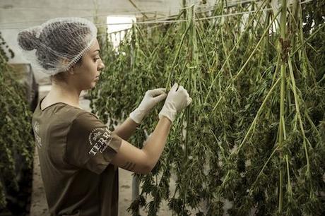 Tips para un cultivo de cannabis legal