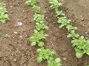 Huerto 2022: patatas, variedades