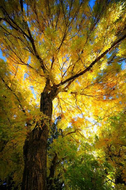 De cómo convivir con un ictus y una afasia durante 38 años. De cómo convivir con un ictus y una afasia durante 38 años.