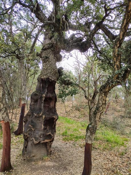 Ruta por el Zofreral de Cobrana, un paseo circular a uno de los bosque monumentales del Bierzo 5