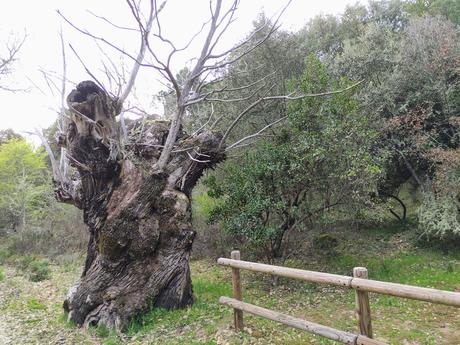 Ruta por el Zofreral de Cobrana, un paseo circular a uno de los bosque monumentales del Bierzo 7
