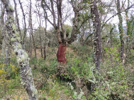 Ruta por el Zofreral de Cobrana, un paseo circular a uno de los bosque monumentales del Bierzo 8