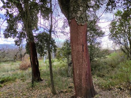 Ruta por el Zofreral de Cobrana, un paseo circular a uno de los bosque monumentales del Bierzo 10