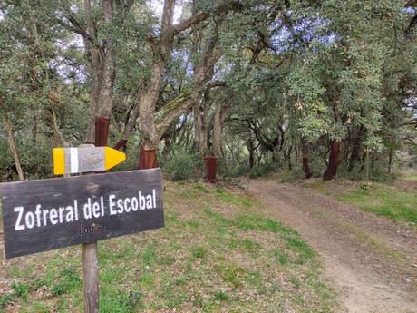 Ruta por el Zofreral de Cobrana, un paseo circular a uno de los bosque monumentales del Bierzo 3