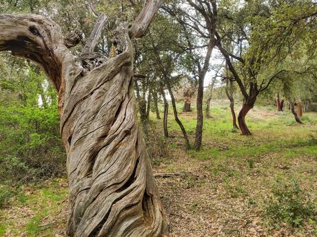 Ruta por el Zofreral de Cobrana, un paseo circular a uno de los bosque monumentales del Bierzo 4