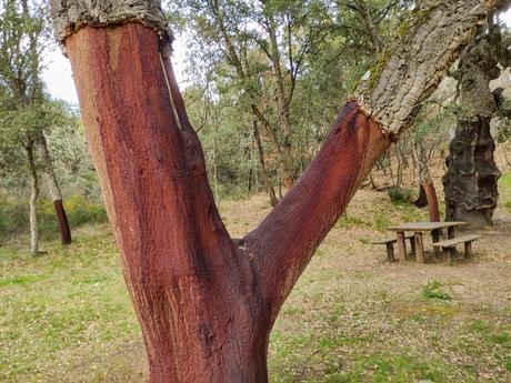 Ruta por el Zofreral de Cobrana, un paseo circular a uno de los bosque monumentales del Bierzo 6