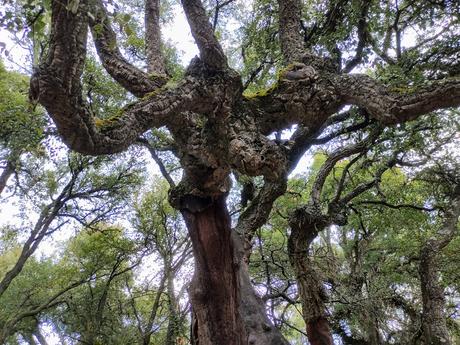 Ruta por el Zofreral de Cobrana, un paseo circular a uno de los bosque monumentales del Bierzo 9