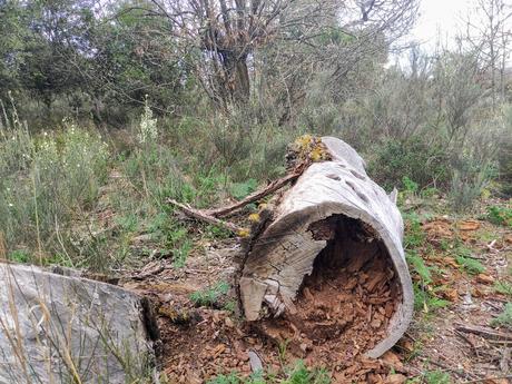 Ruta por el Zofreral de Cobrana, un paseo circular a uno de los bosque monumentales del Bierzo 11