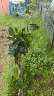 Huerto 2022: Colocacion del ultimo manzano y naranjo