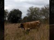 Inseminacion sementales bien elegidos