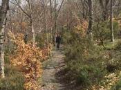 Sierra Ayllón. hayedo Tejera Negra