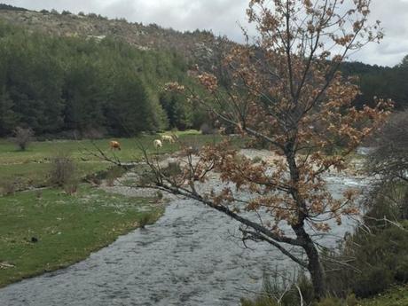 Las Sierra de Ayllón. El hayedo de Tejera Negra