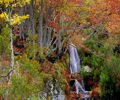 Las Sierra de Ayllón. El hayedo de Tejera Negra