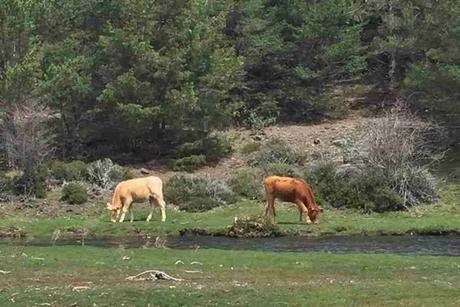 Las Sierra de Ayllón. El hayedo de Tejera Negra