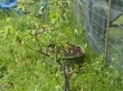 Huerto 2022: granados