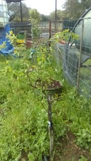 Huerto 2022: Los granados