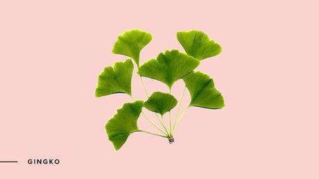 Ginkgo La planta Medicinal que la ciencia estudia