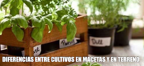 DIFERENCIAS ENTRE CULTIVOS EN MACETAS Y EN TERRENO - Plantas Medicinales