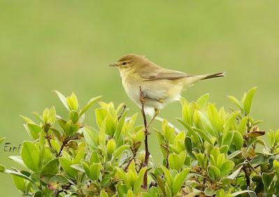 12 AÑOS CON ESPECIALIDADES DE ABRIL