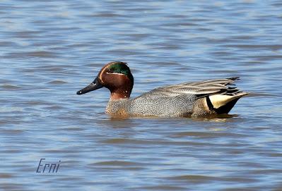 12 AÑOS CON ESPECIALIDADES DE ABRIL