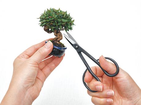 Los mitos del bonsái