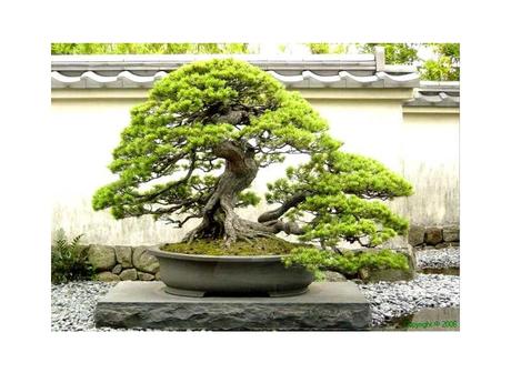 Los mitos del bonsái