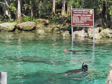 Nadar con manatíes es una de las actividades estrella que hacer en Florida
