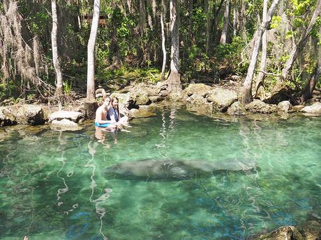 Qué hacer en Florida: ver de cerca a los manatíes en Crystal River