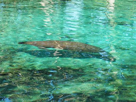 Un manatí en las aguas de Crystal River, Florida