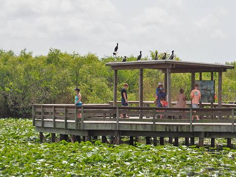 sendero Anhinga trail en Everglades Florida
