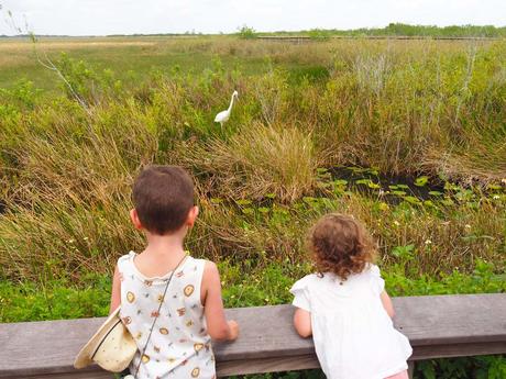 Niños viendo una garza en Evergaldes, Florida