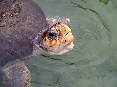 hospital de tortugas marinas en los cayos de Florida