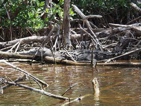 cocodrilo en el parque nacional de Everglades, Florida