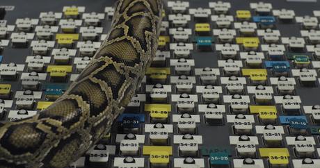 Visions du Réel 2022 - Parte 7: Conciencia Visions du Réel 2022 - Parte 7: Conciencia