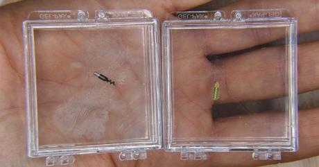 La empresa que enviará microrobots a lo profundo del cerebro humano en menos de dos años