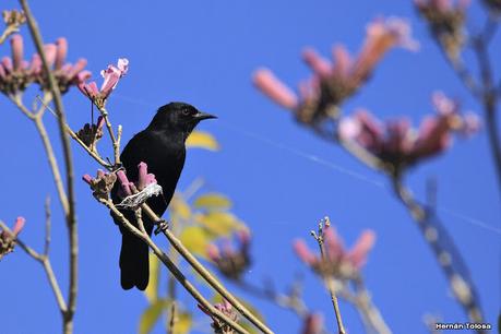 Parque Nacional Iberá (agosto 2021)