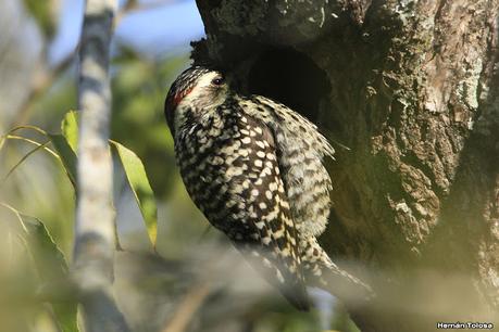 Parque Nacional Iberá (agosto 2021)