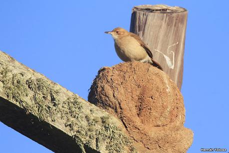 Parque Nacional Iberá (agosto 2021)