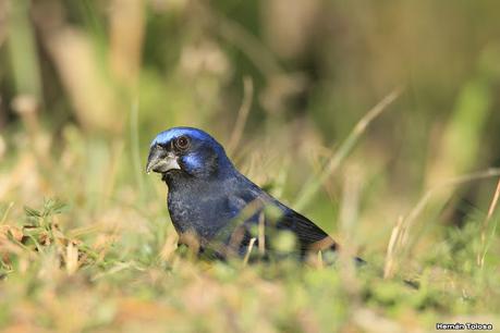 Parque Nacional Iberá (agosto 2021)