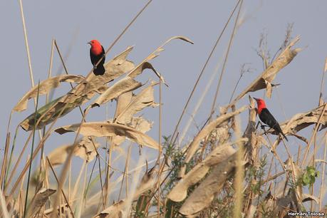 Parque Nacional Iberá (agosto 2021)