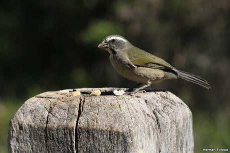 Parque Nacional Iberá (agosto 2021)
