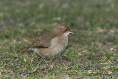 Parque Nacional Iberá (agosto 2021)