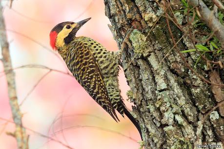 Parque Nacional Iberá (agosto 2021)