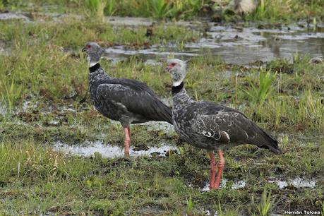Parque Nacional Iberá (agosto 2021)