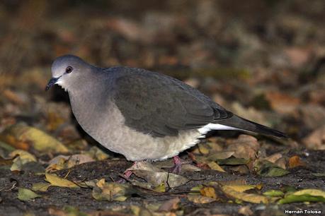 Parque Nacional Iberá (agosto 2021)