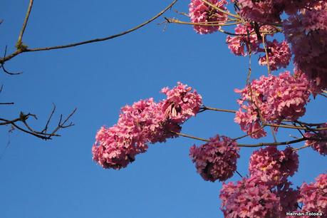 Parque Nacional Iberá (agosto 2021)