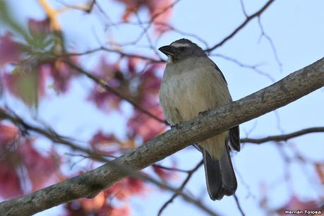 Parque Nacional Iberá (agosto 2021)