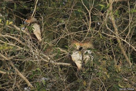 Parque Nacional Iberá (agosto 2021)