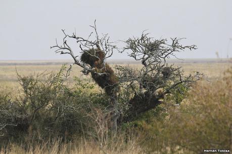 Parque Nacional Iberá (agosto 2021)